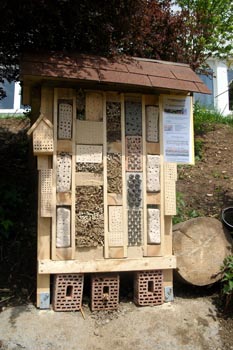Wildbienenwand